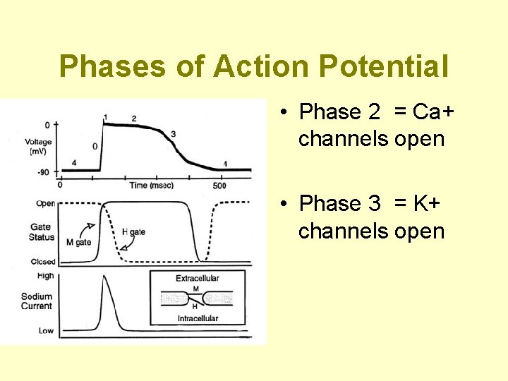 Phases of Action Potential • Phase 2 = Ca+ channels open • Phase 3