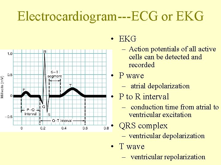 Electrocardiogram---ECG or EKG • EKG – Action potentials of all active cells can be