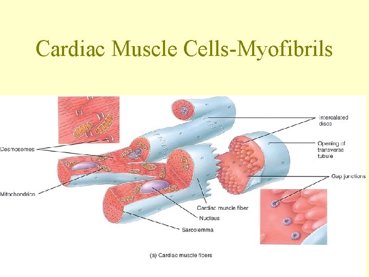 Cardiac Muscle Cells-Myofibrils 