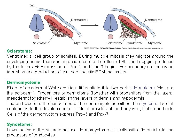 Sclerotome: Ventromedial cell group of somites. During multiple mitosis they migrate around the developing