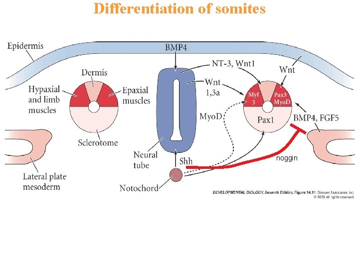 Differentiation of somites noggin 