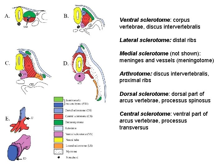 Ventral sclerotome: corpus vertebrae, discus intervertebralis Lateral sclerotome: distal ribs Medial sclerotome (not shown):
