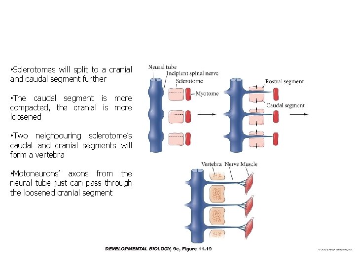  • Sclerotomes will split to a cranial and caudal segment further • The