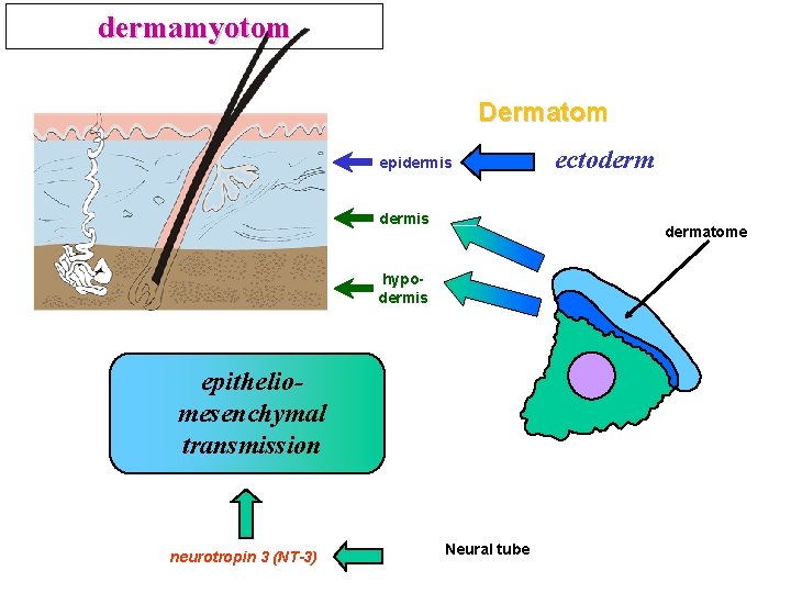dermamyotom Dermatom epidermis dermatome hypodermis epitheliomesenchymal transmission neurotropin 3 (NT-3) ectoderm Neural tube 