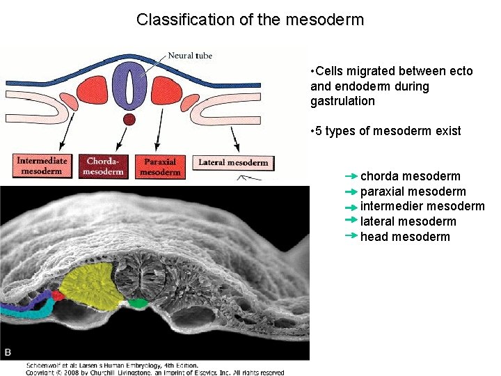 Classification of the mesoderm • Cells migrated between ecto and endoderm during gastrulation •