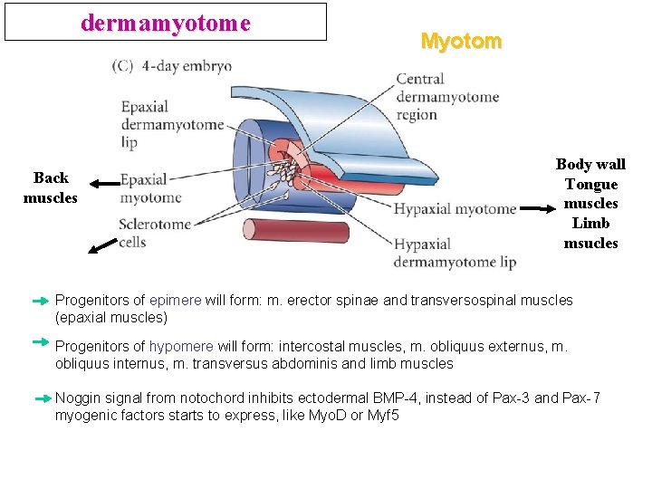 dermamyotome Back muscles Myotom Body wall Tongue muscles Limb msucles Progenitors of epimere will