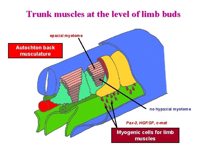 Trunk muscles at the level of limb buds epaxial myotome Autochton back musculature no