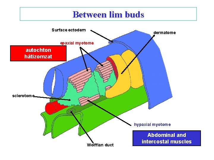 Between lim buds Surface ectodern dermatome epaxial myotome autochton hátizomzat sclerotome hypaxial myotome Wolffian