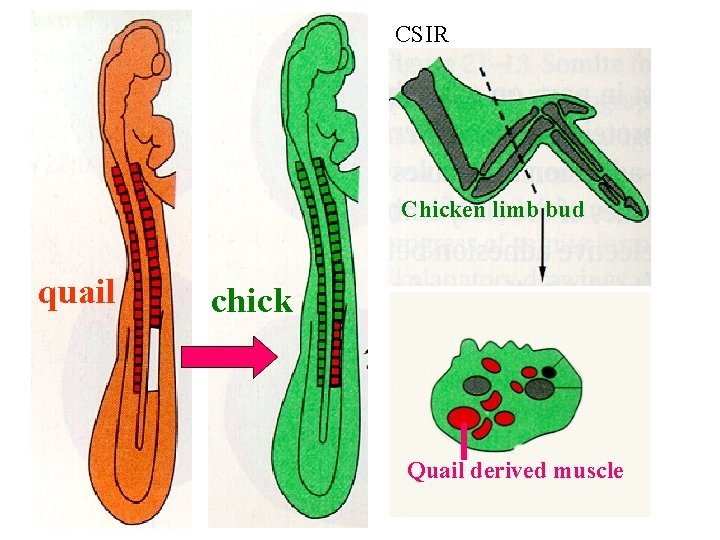 CSIR Chicken limb bud quail chick Quail derived muscle 