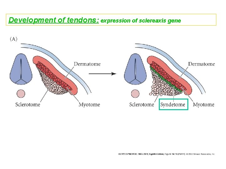 Development of tendons: expression of sclereaxis gene 