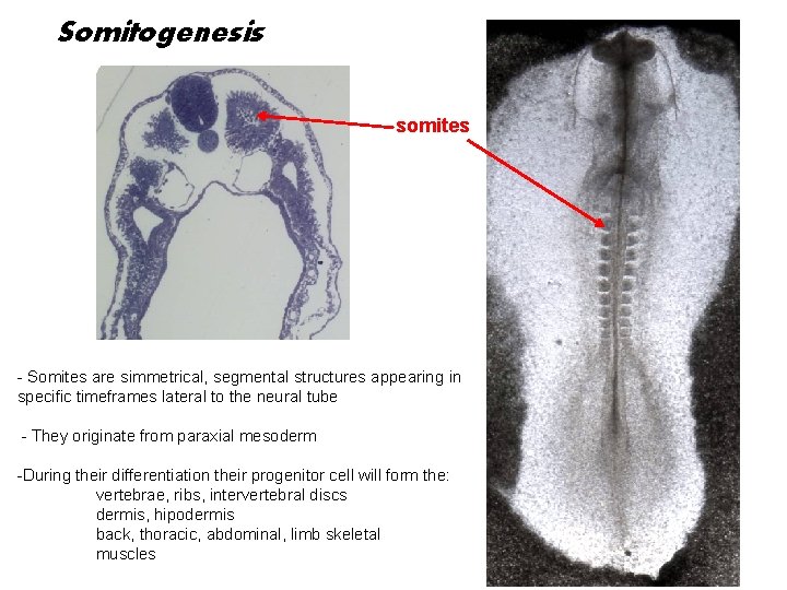 Somitogenesis somites - Somites are simmetrical, segmental structures appearing in specific timeframes lateral to