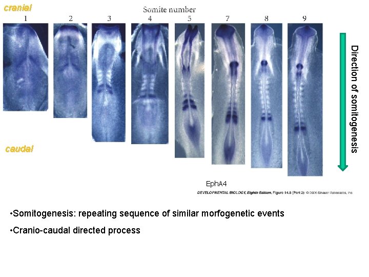 Ephrin and its receptor constitute a possible cut site for somite formation cranial Direction