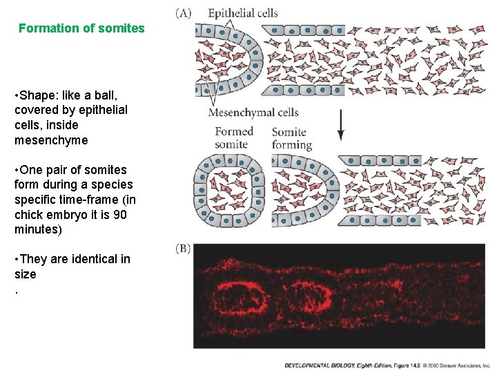 Formation of somites • Shape: like a ball, covered by epithelial cells, inside mesenchyme
