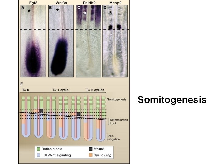 Somitogenesis 