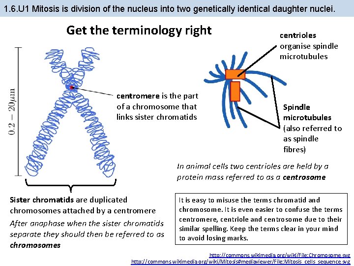 1. 6. U 1 Mitosis is division of the nucleus into two genetically identical