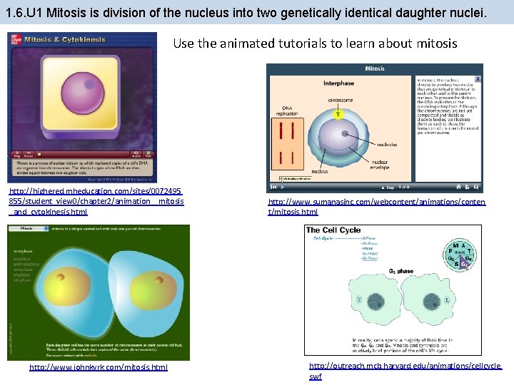 1. 6. U 1 Mitosis is division of the nucleus into two genetically identical