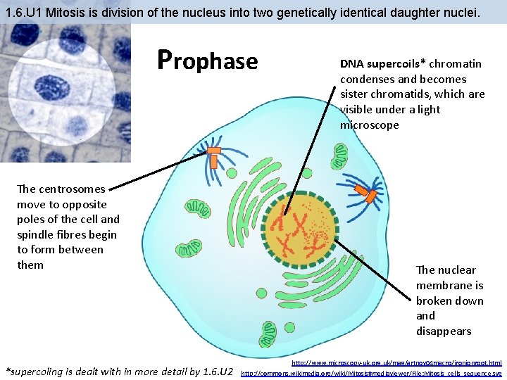 1. 6. U 1 Mitosis is division of the nucleus into two genetically identical