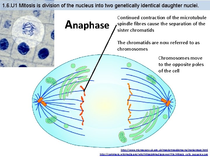 1. 6. U 1 Mitosis is division of the nucleus into two genetically identical