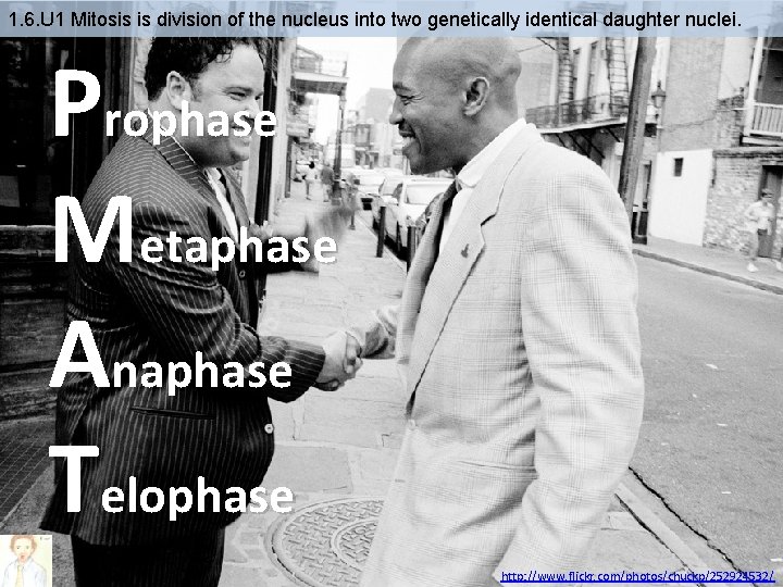 1. 6. U 1 Mitosis is division of the nucleus into two genetically identical