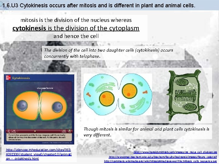 1. 6. U 3 Cytokinesis occurs after mitosis and is different in plant and