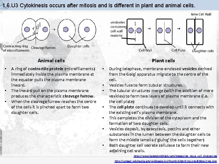 1. 6. U 3 Cytokinesis occurs after mitosis and is different in plant and