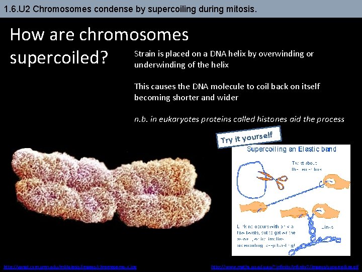 1. 6. U 2 Chromosomes condense by supercoiling during mitosis. How are chromosomes supercoiled?