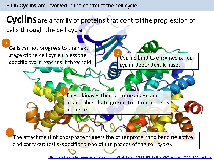 1. 6. U 5 Cyclins are involved in the control of the cell cycle.