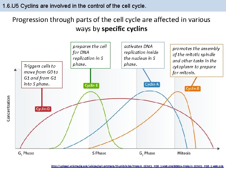 1. 6. U 5 Cyclins are involved in the control of the cell cycle.