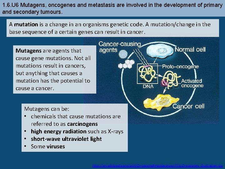 1. 6. U 6 Mutagens, oncogenes and metastasis are involved in the development of