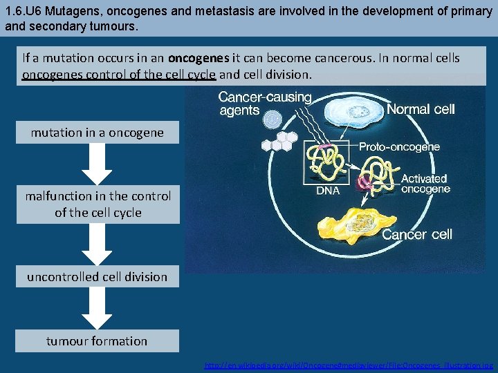 1. 6. U 6 Mutagens, oncogenes and metastasis are involved in the development of