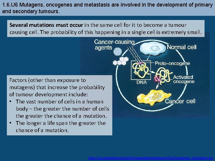 1. 6. U 6 Mutagens, oncogenes and metastasis are involved in the development of