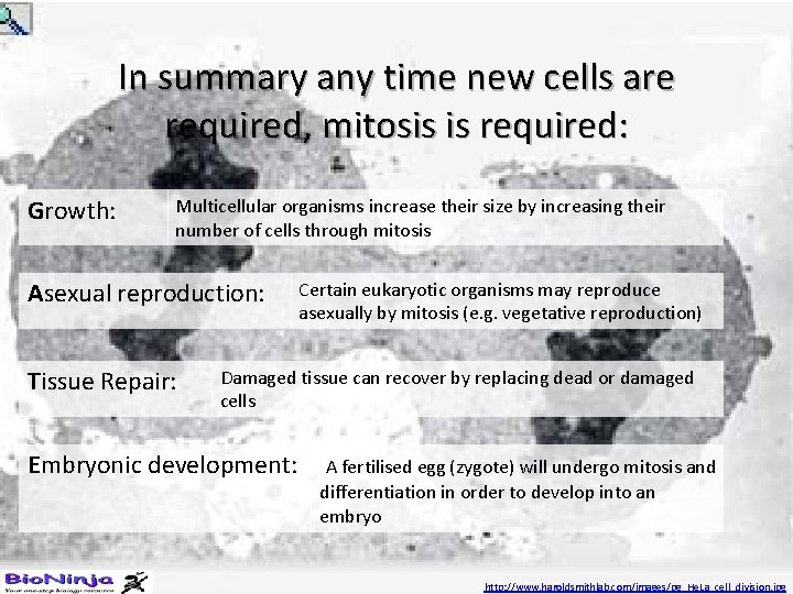 In summary any time new cells are required, mitosis is required: Growth: Multicellular organisms