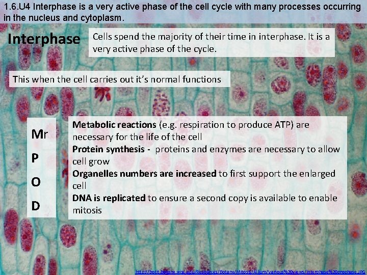 1. 6. U 4 Interphase is a very active phase of the cell cycle