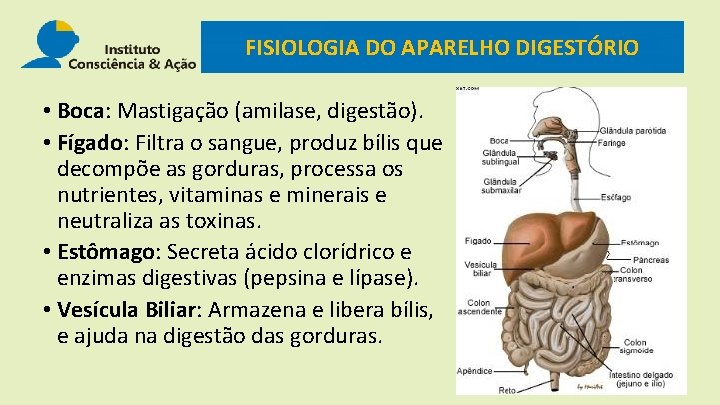 FISIOLOGIA DO APARELHO DIGESTÓRIO • Boca: Mastigação (amilase, digestão). • Fígado: Filtra o sangue,