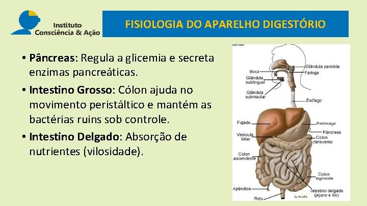 FISIOLOGIA DO APARELHO DIGESTÓRIO • Pâncreas: Regula a glicemia e secreta enzimas pancreáticas. •