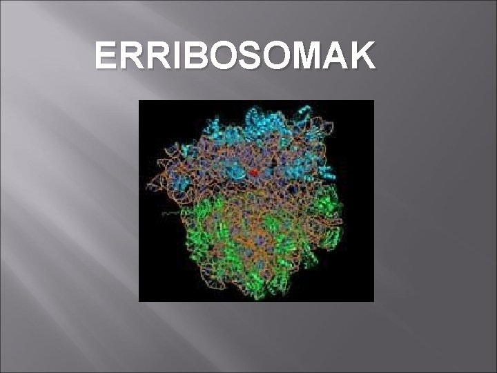 ERRIBOSOMAK 