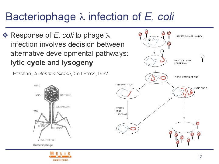 Bacteriophage infection of E. coli v Response of E. coli to phage infection involves