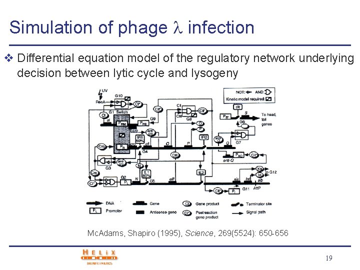 Simulation of phage infection v Differential equation model of the regulatory network underlying decision