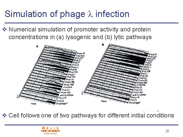 Simulation of phage infection v Numerical simulation of promoter activity and protein concentrations in