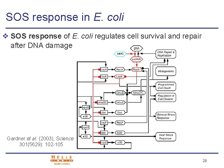 SOS response in E. coli v SOS response of E. coli regulates cell survival