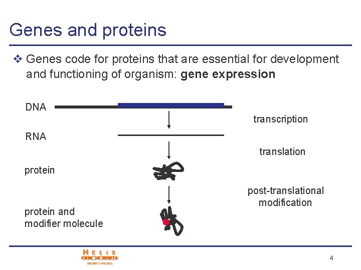 Genes and proteins v Genes code for proteins that are essential for development and