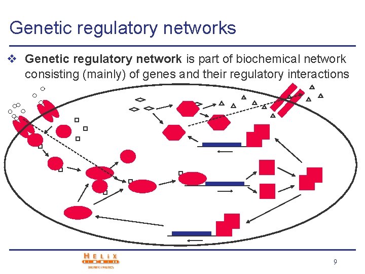 Genetic regulatory networks v Genetic regulatory network is part of biochemical network consisting (mainly)