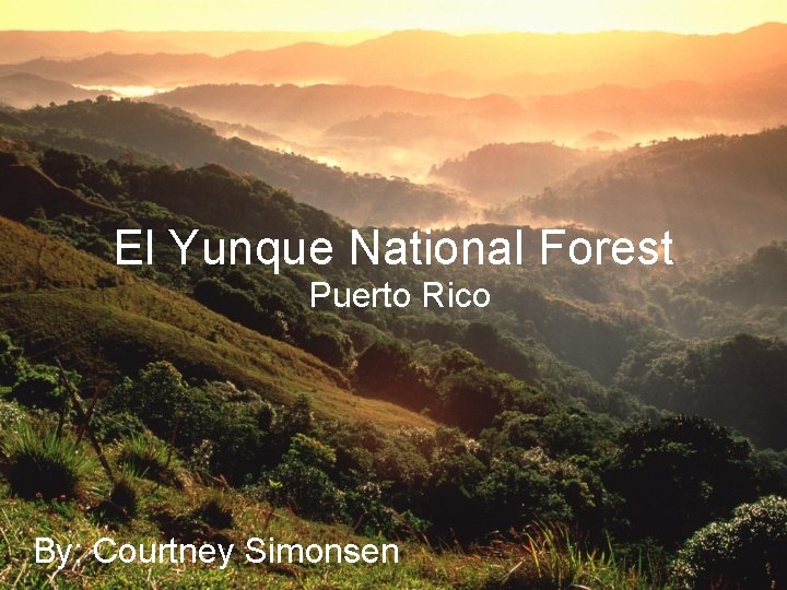 El Yunque National Forest Puerto Rico By: Courtney Simonsen 
