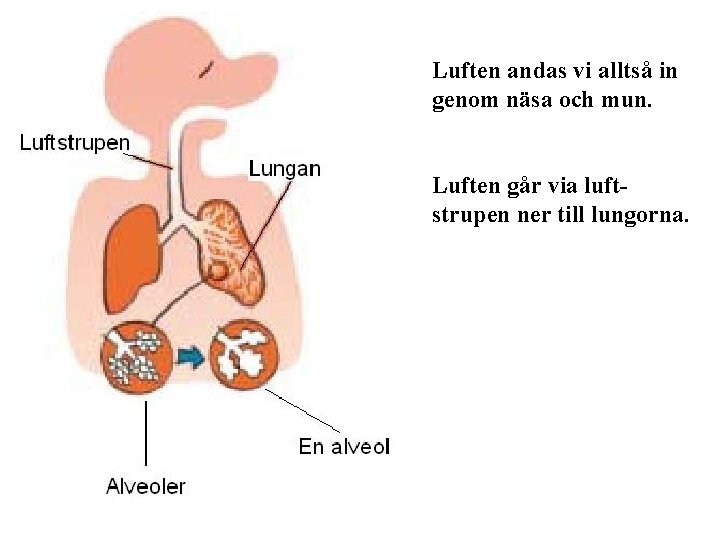 Luften andas vi alltså in genom näsa och mun. Luften går via luftstrupen ner