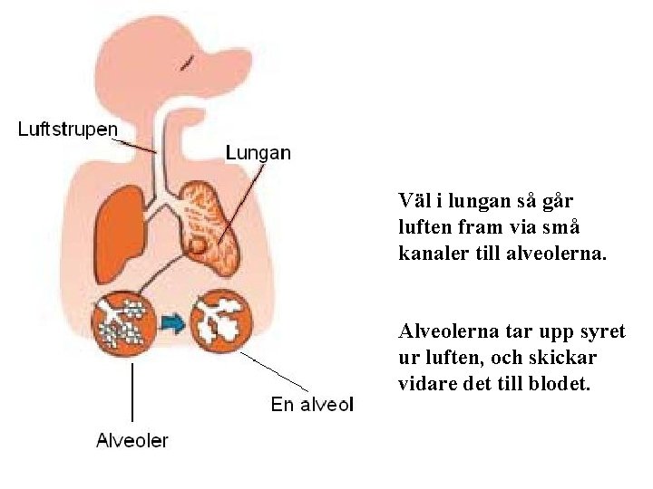 Väl i lungan så går luften fram via små kanaler till alveolerna. Alveolerna tar