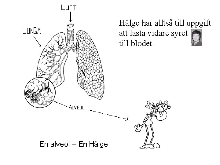 Hälge har alltså till uppgift att lasta vidare syret till blodet. 