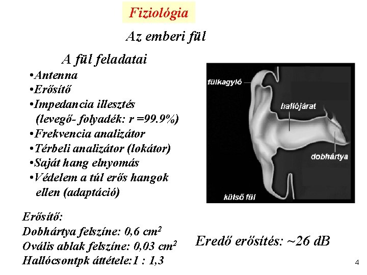 Fiziológia Az emberi fül A fül feladatai • Antenna • Erősítő • Impedancia illesztés