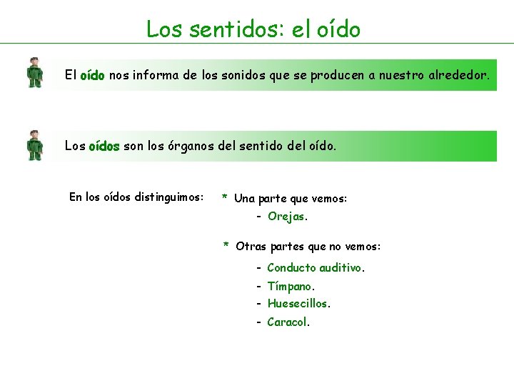 Los sentidos: el oído El oído nos informa de los sonidos que se producen