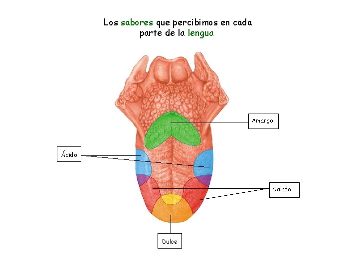 Los sabores que percibimos en cada parte de la lengua Amargo Ácido Salado Dulce