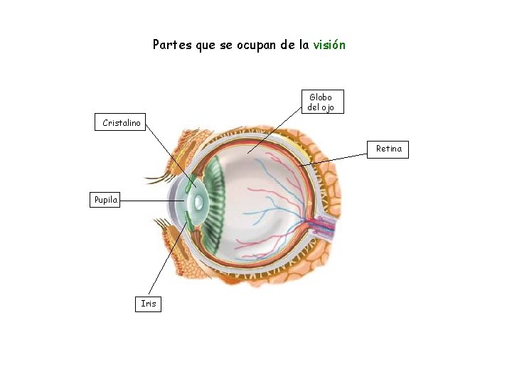 Partes que se ocupan de la visión Globo del ojo Cristalino Retina Pupila Iris